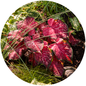 scarlet flame caladium landscape