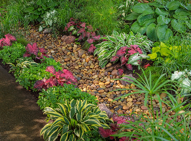 scarlet flame caladium landscape