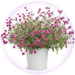 truffula pink gomphrena in upright containers