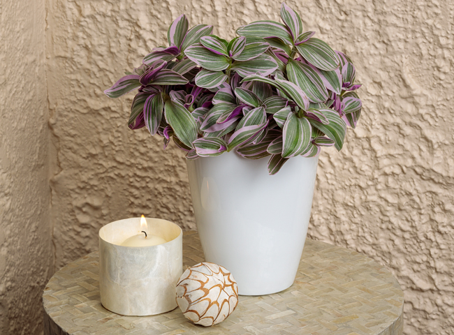 feeling flirty tradescantia scene with a candle