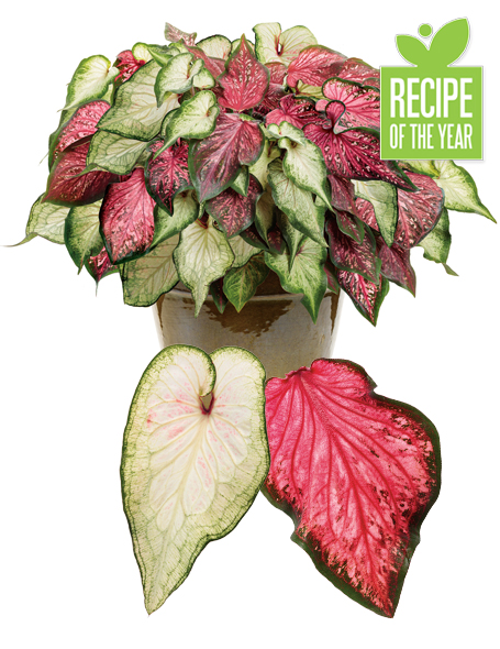 heartfelt wonder caladium recipe