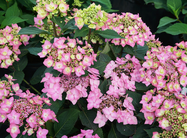 Image of Serendipity Variegated Lacecap Hydrangea