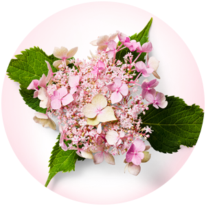 let's dance can do hydrangea pruning