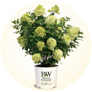 planting limelight prime hydrangea paniculata