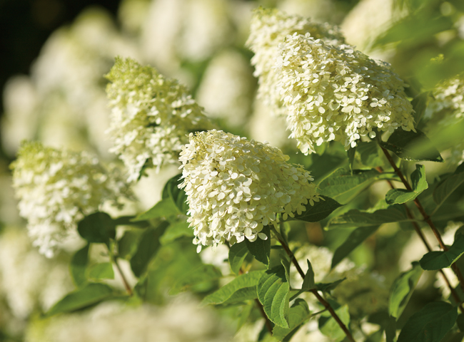 little quick fire hydrangea