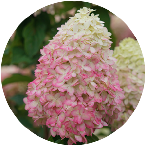 limelight prime hydrangea paniculata pruning