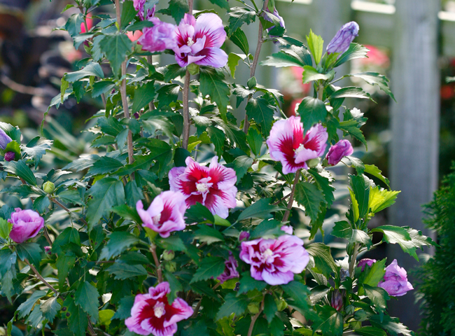 purple pillar hibiscus in the garden