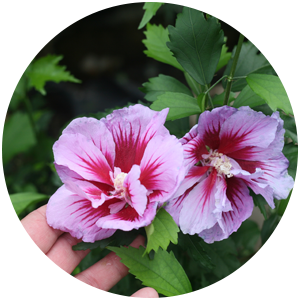 pruning purple pillar hibiscus