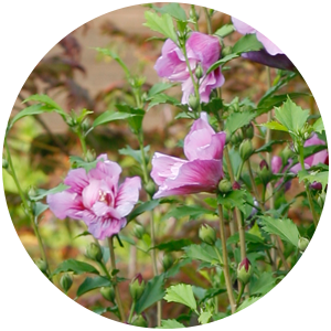 purple pillar hibiscus planting