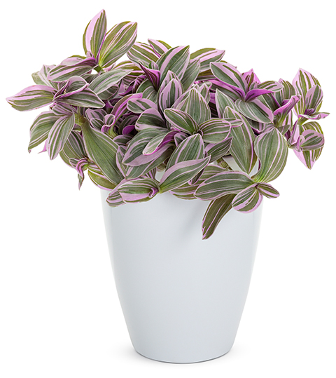 leafjoy feeling flirty tradescantia