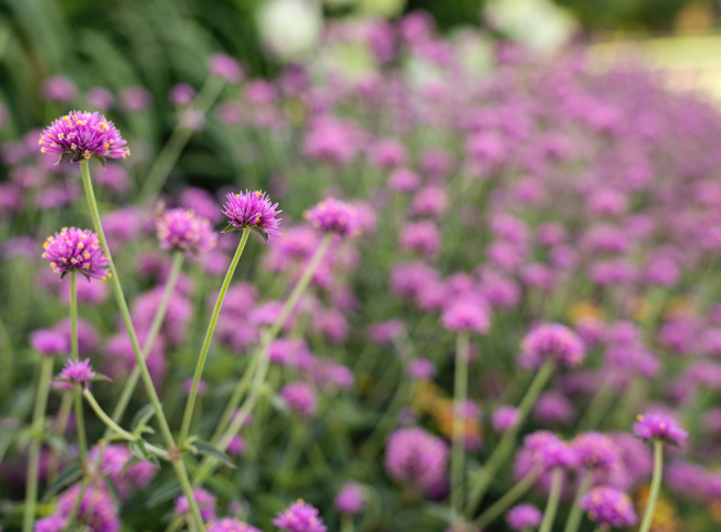 truffula pink gomphrena in the landscape