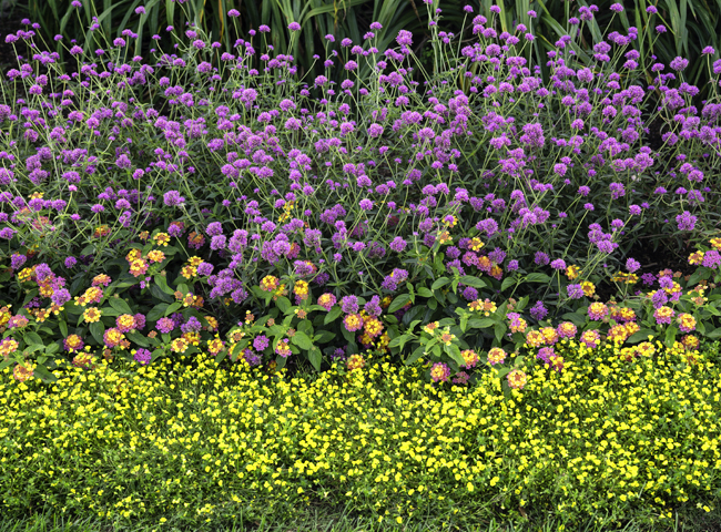 truffula pink gomphrena in the landscape