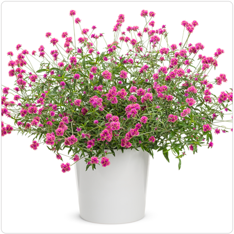 Growing Truffula Pink Gomphrena solo in a container