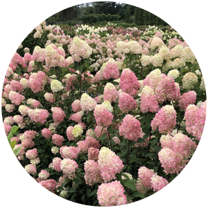 limelight prime hydrangea uses