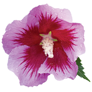 purple pillar hibiscus bloom