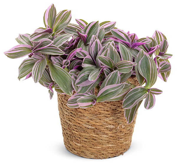 leafjoy feeling flirty tradescantia