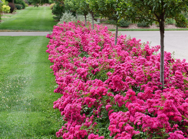 oso easy peasy rose hedge in the landscape
