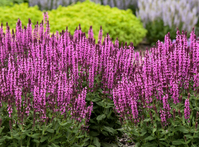 pink profusion salvia in the landscape
