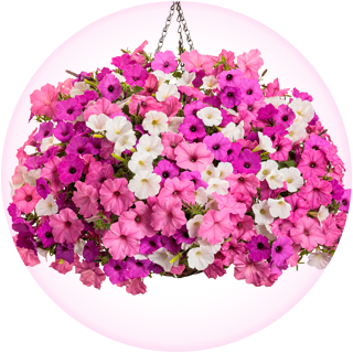 share the joy hanging basket with supertunia vista jazzberry